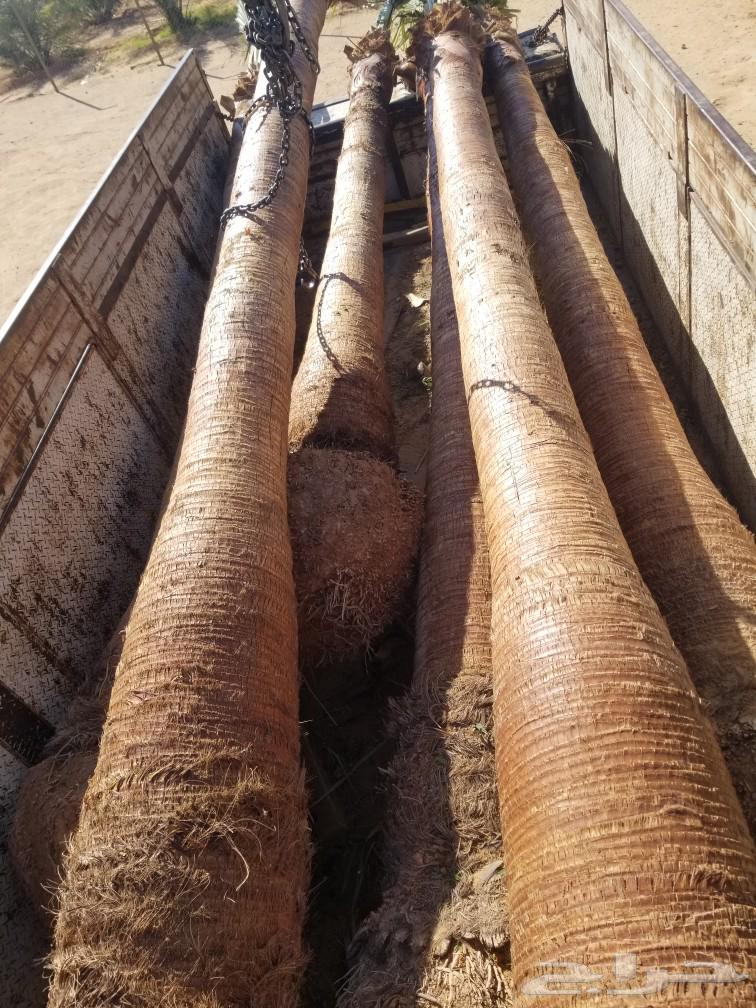 Washingtonia palms63204521317121114