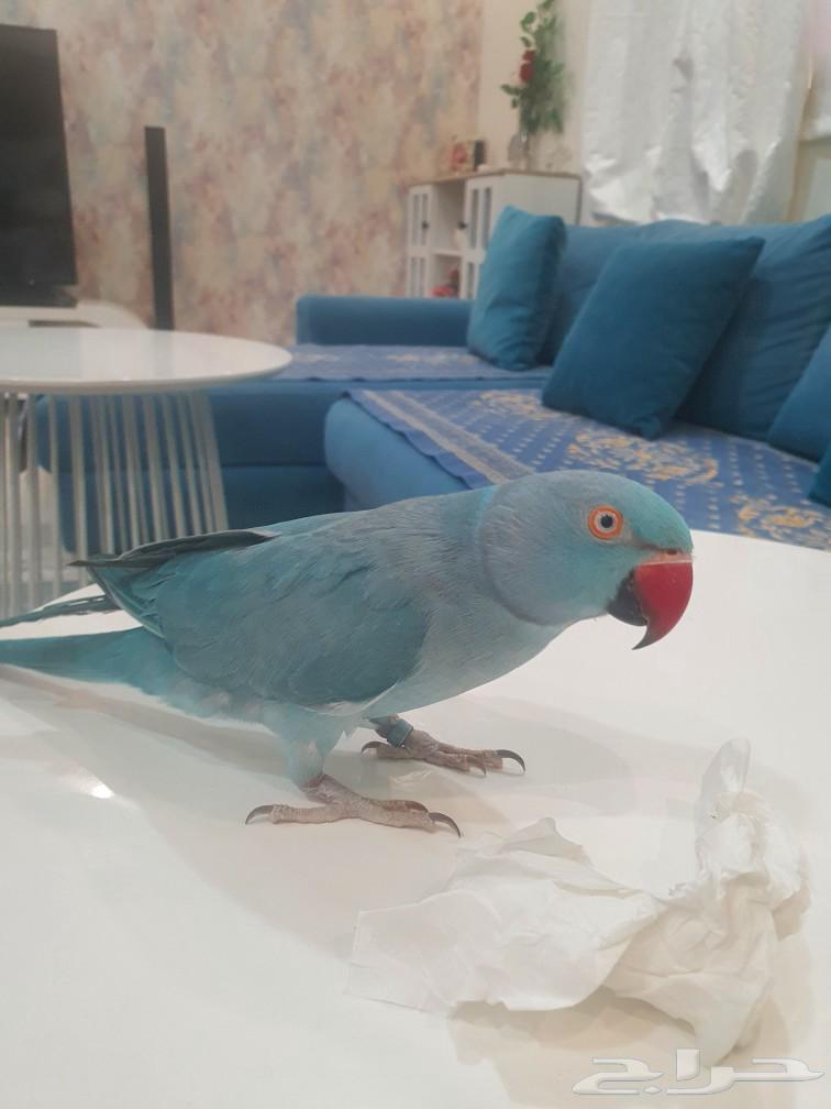 Female pearl Dutch blue63205582733954112