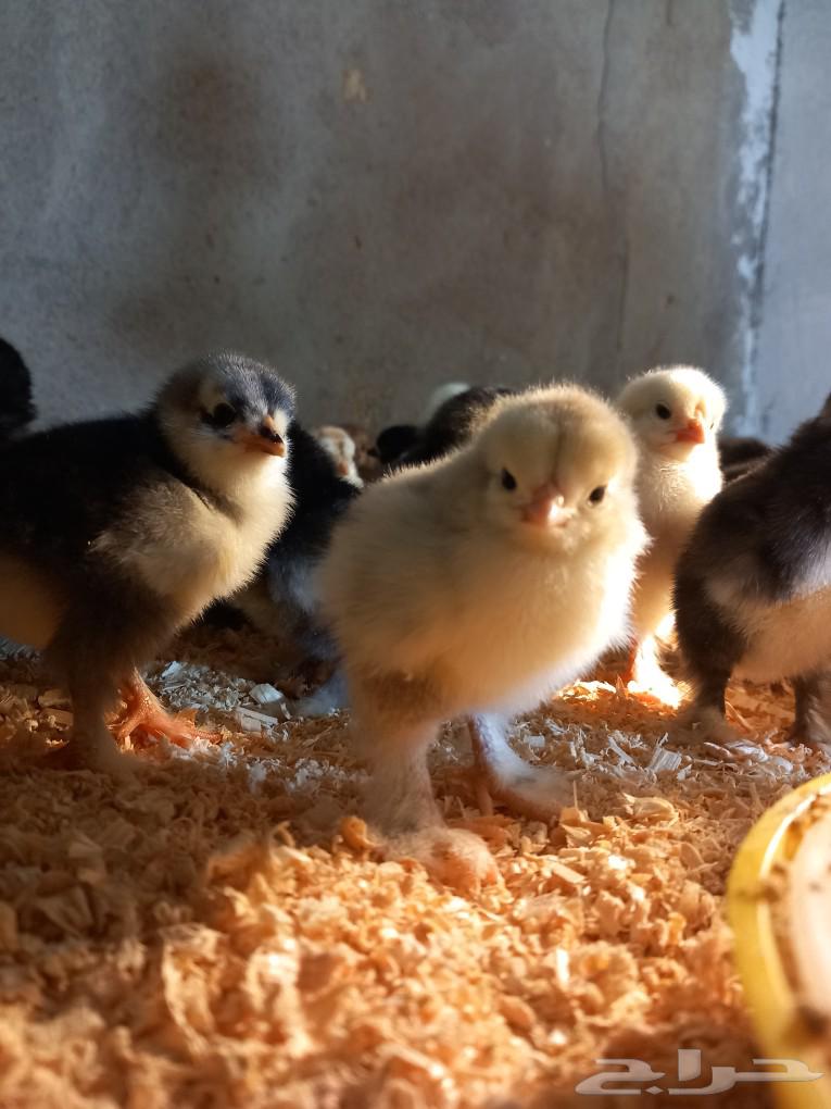 Brahma Columbian chicks original63203930610050111