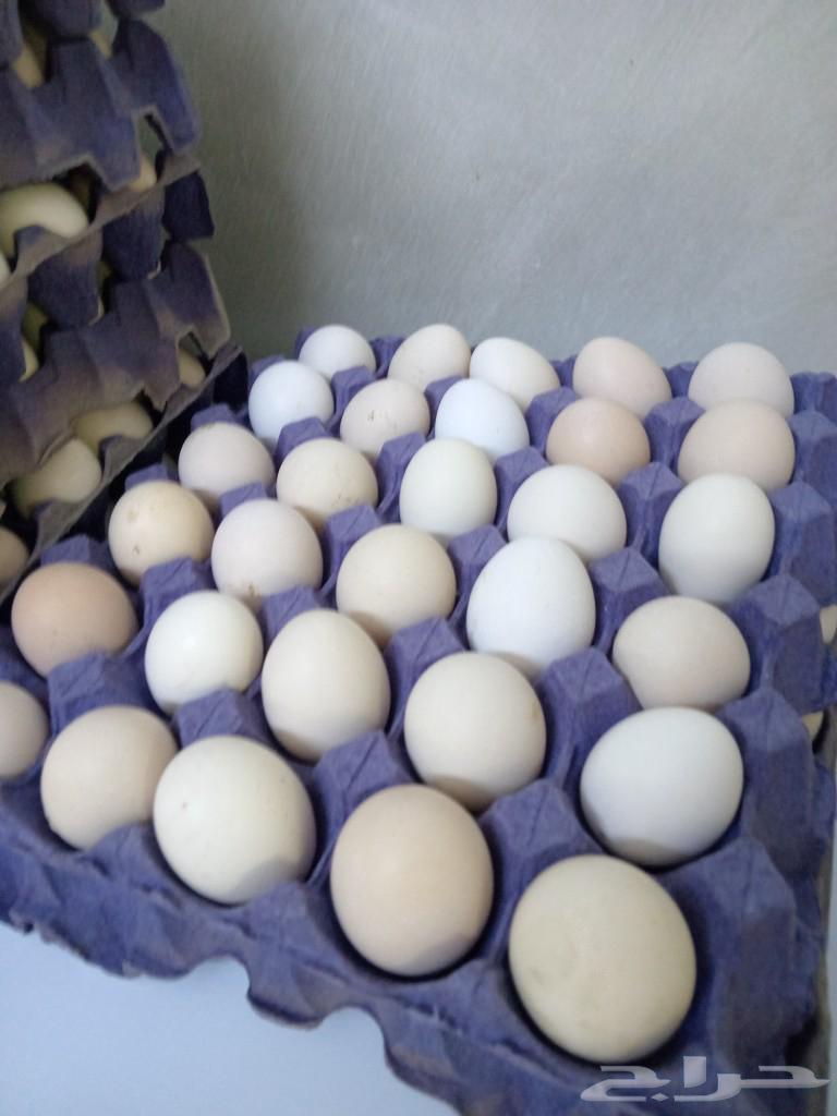 Local chicken eggs63205085006209112