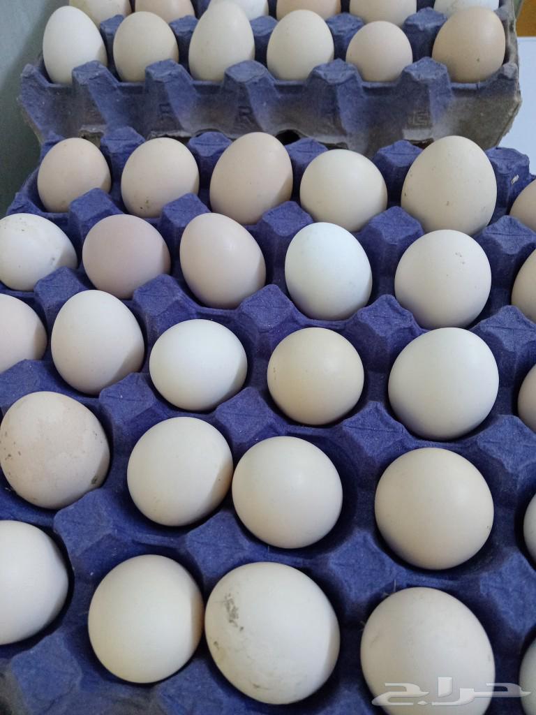 Local chicken eggs63205085006209111