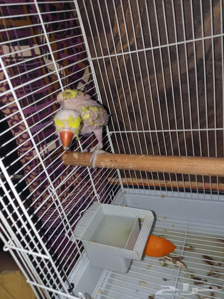 Parrot63206116282881111