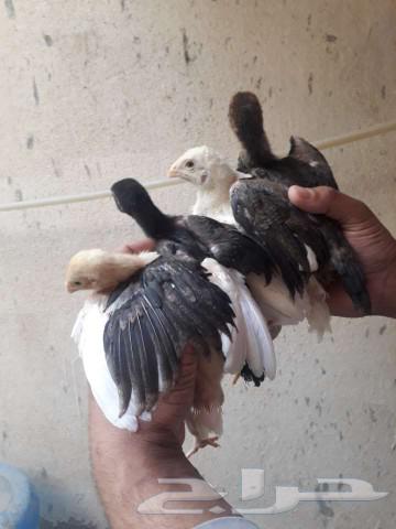للبيع صوص باكستاني سندي ا633238531002911122