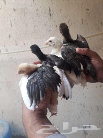 للبيع صوص باكستاني سندي ا63323853100291112