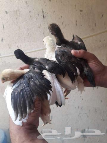 للبيع صوص باكستاني سندي ا63323853100291114