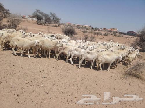 Excellent free sheep63205101718529111
