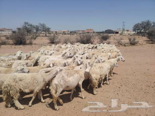 Excellent free sheep63205101718529112
