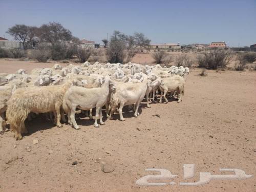 Excellent free sheep63205101718529113