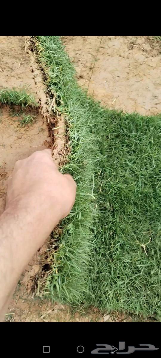 C2000 from Al-Kharj farms, pure first grade63202916912515111