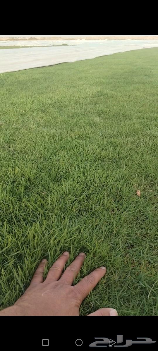 C2000 from Al-Kharj farms, pure first grade63202916912515114