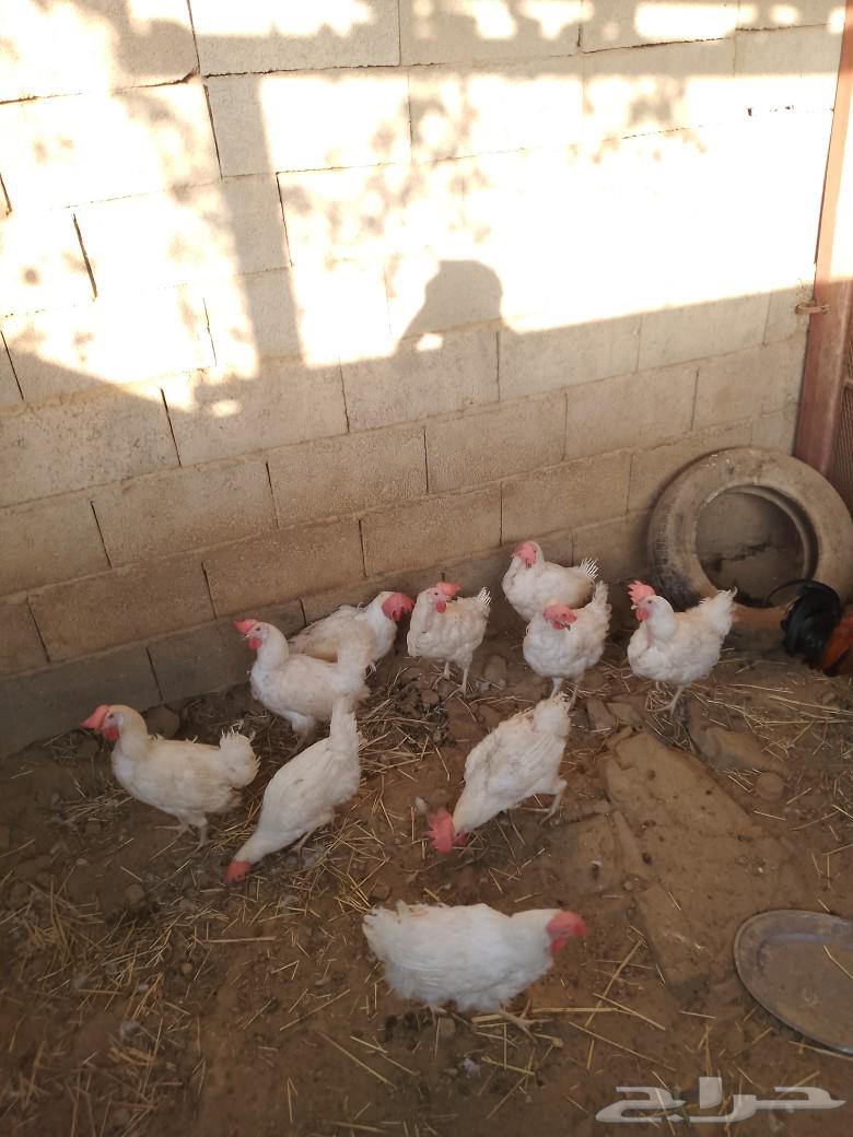 دجاج فقيه63201908896131111