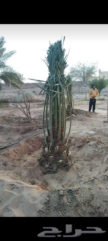 There are palm trees for sale at good prices63201405595137113