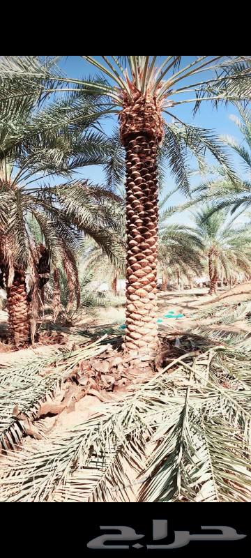 There are palm trees for sale at good prices63201405595137114