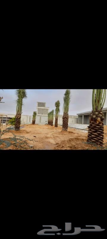 There are palm trees for sale at good prices63201405595137112