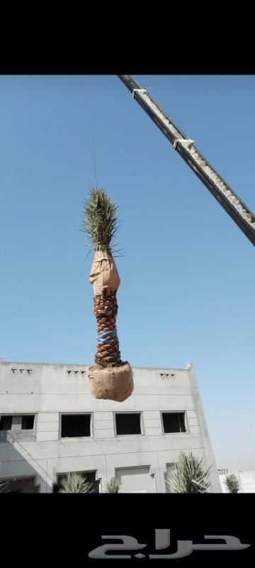 There are palm trees for sale at good prices63201405595137111