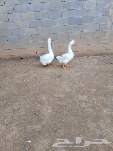 A Russian couple, two months old, their mothers are foreigners.63518934977409114