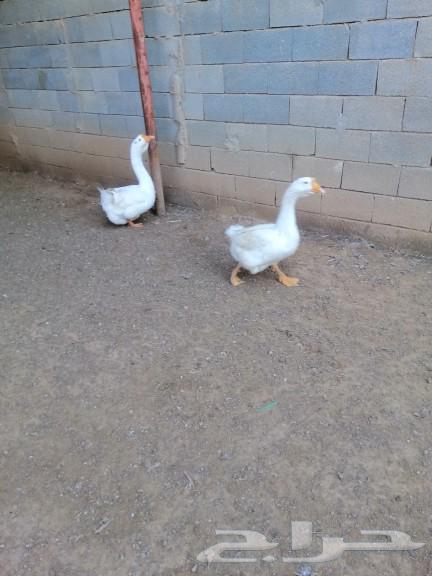 A Russian couple, two months old, their mothers are foreigners.63518934977409111