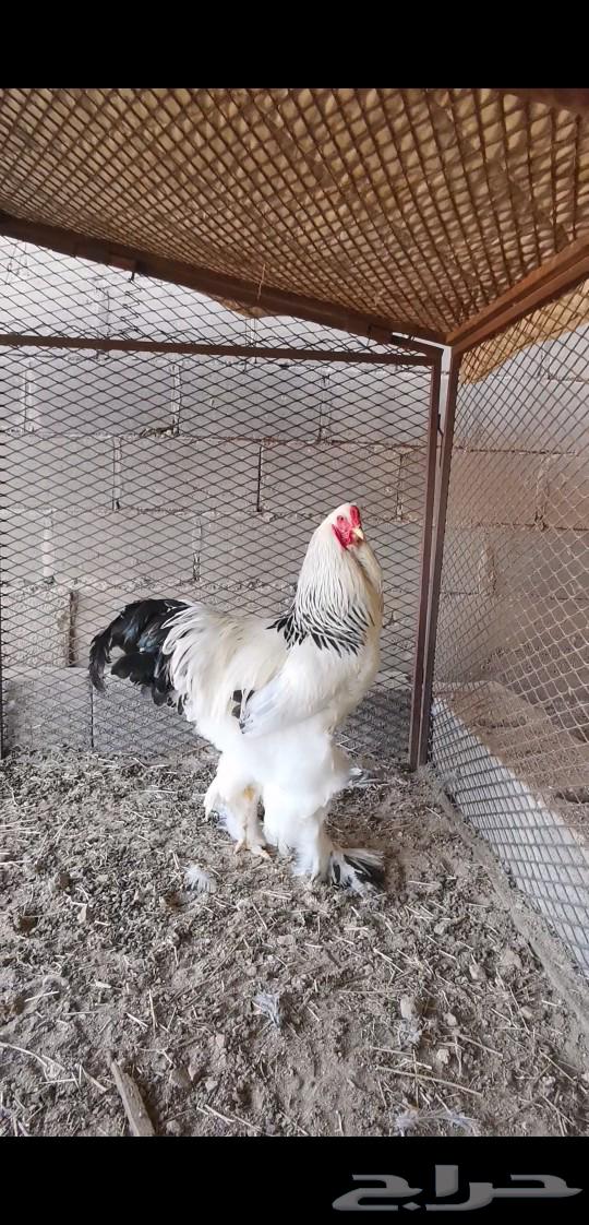 ديك براهما مستويات قوية63296505449347111