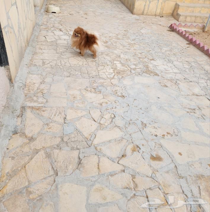 Pomeranian  
Pomeranian dog63199851426563112