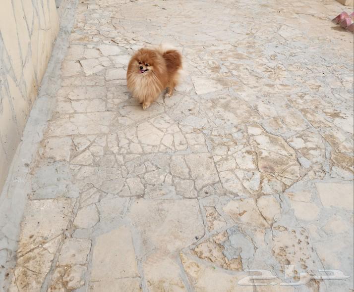 Pomeranian  
Pomeranian dog63199851426563113