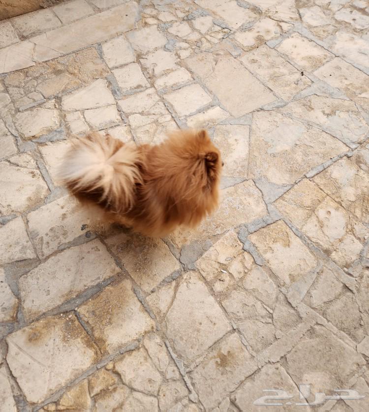 Pomeranian  
Pomeranian dog63199851426563111