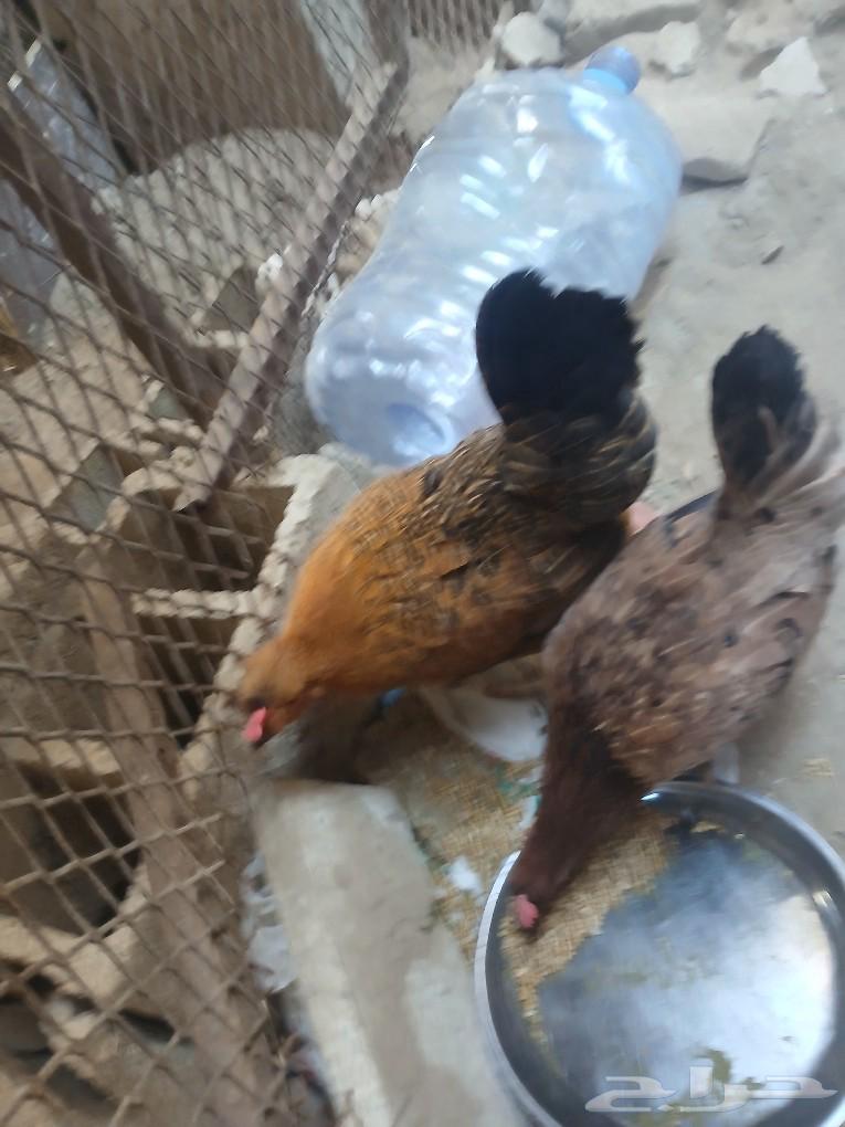 Two hens and a rooster for sale, located in Jeddah, Al-Breiman neighborhood63209070569218111