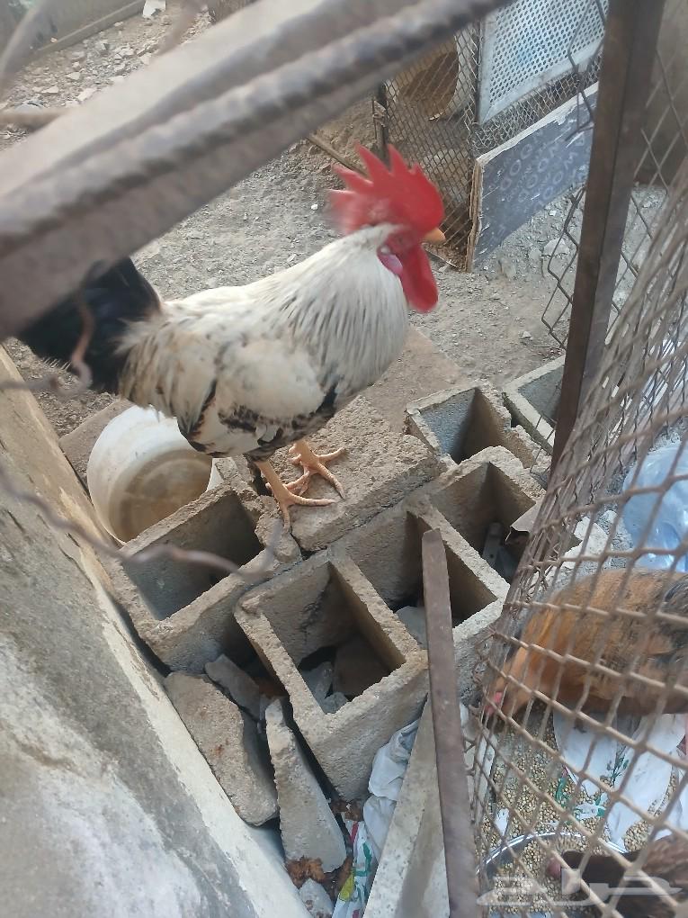 Two hens and a rooster for sale, located in Jeddah, Al-Breiman neighborhood63209070569218112