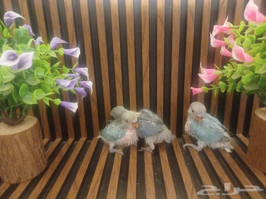 Parrot chicks for sale on Ghur (Sold)63204554879746111