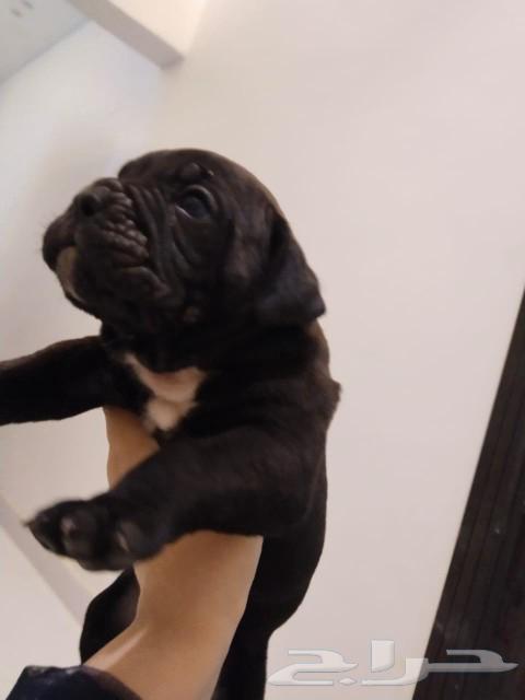 The last male puppy, Ken Corsua, is available at our verified store in Tabi and Témara.63195833274625111