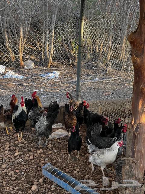 White chickens for sale, location: Al-Qurnah63197868960386111