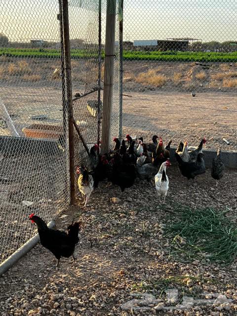 White chickens for sale, location: Al-Qurnah63197868960386112