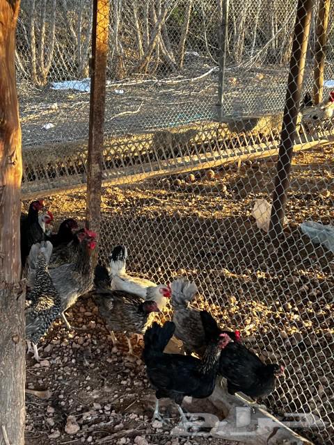 White chickens for sale, location: Al-Qurnah63197868960386114