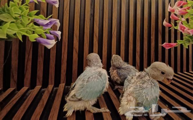 Parrot chicks for sale on Ghur (Sold)63204554879746113