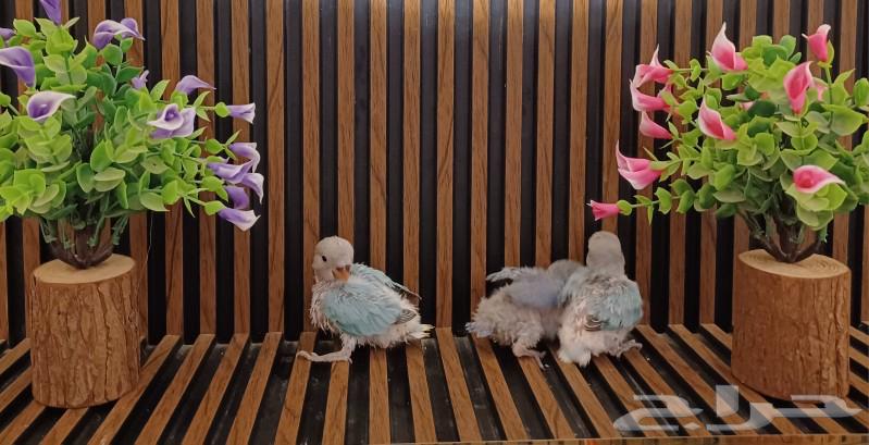 Parrot chicks for sale on Ghur (Sold)63204554879746112