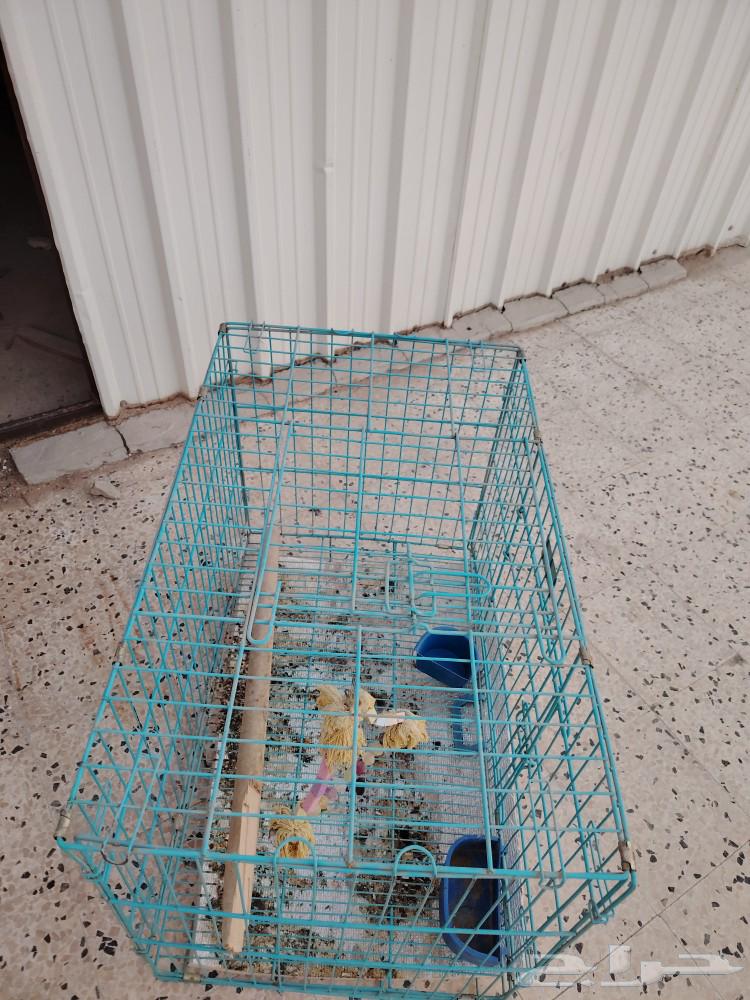 A cage for dogs and cats, but I use it for birds.63193827223938114