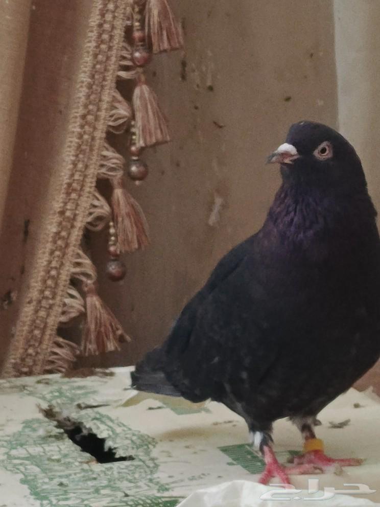 قطايف63515418576769112