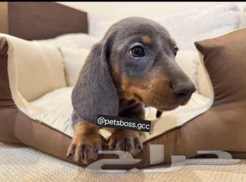 Dachshund, rare and distinctive color63188393842690113