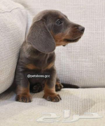 Dachshund, rare and distinctive color63188393842690111