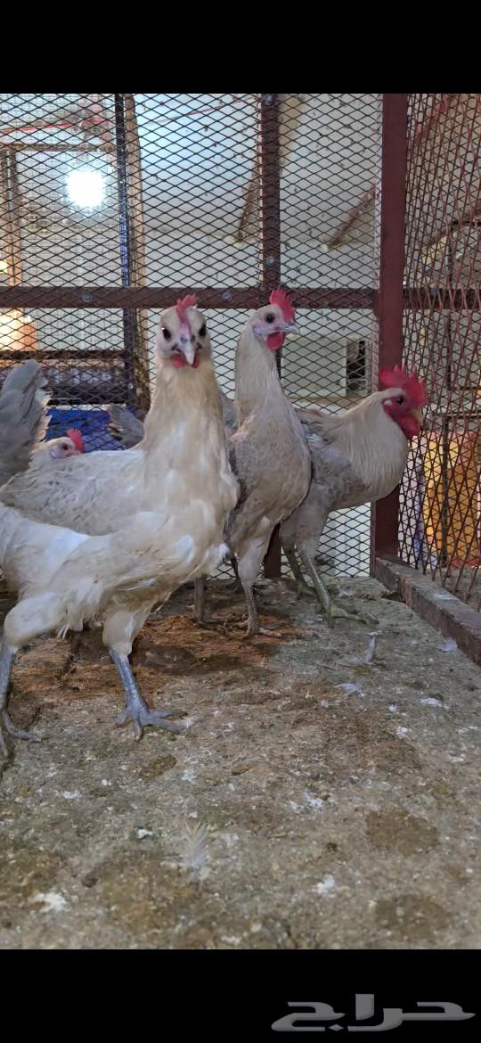 Youthful white Fawomi chicken with aluminum and gold was sold63192832664065111