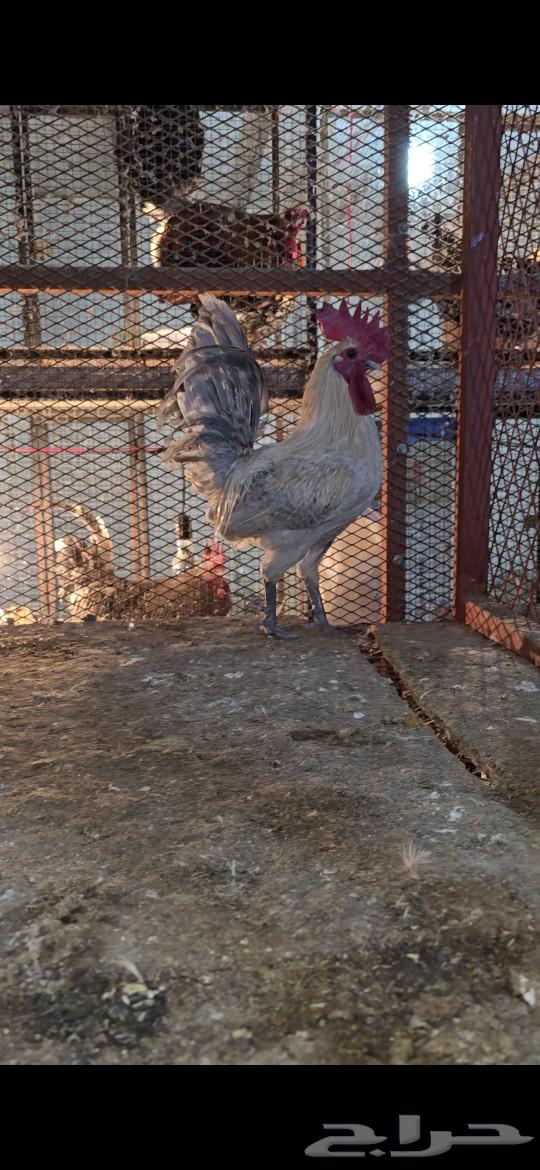 Youthful white Fawomi chicken with aluminum and gold was sold631928326640651115