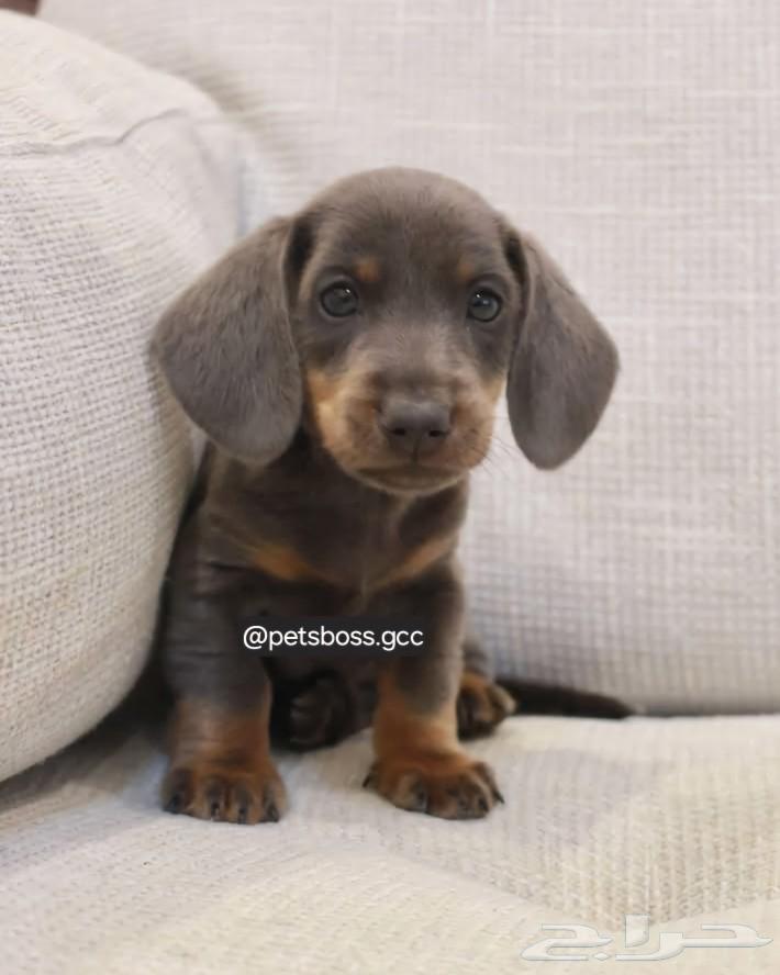 Dachshund, rare and distinctive color63188393842690114