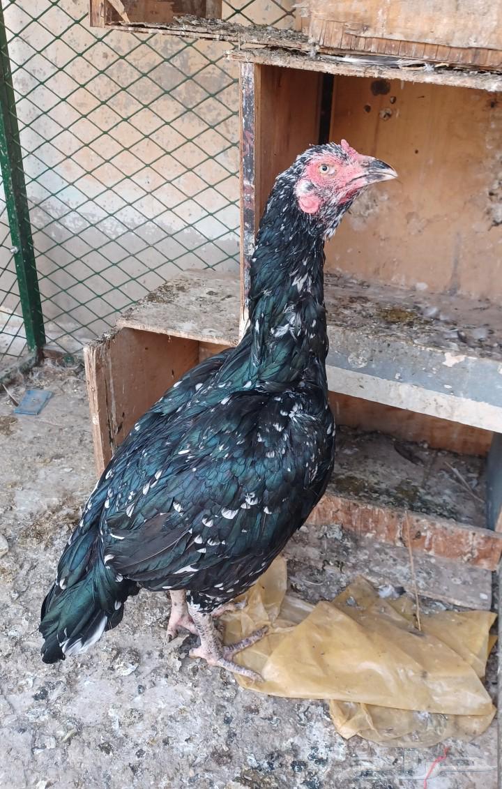 Top-level Javanese chicken63189327419011115