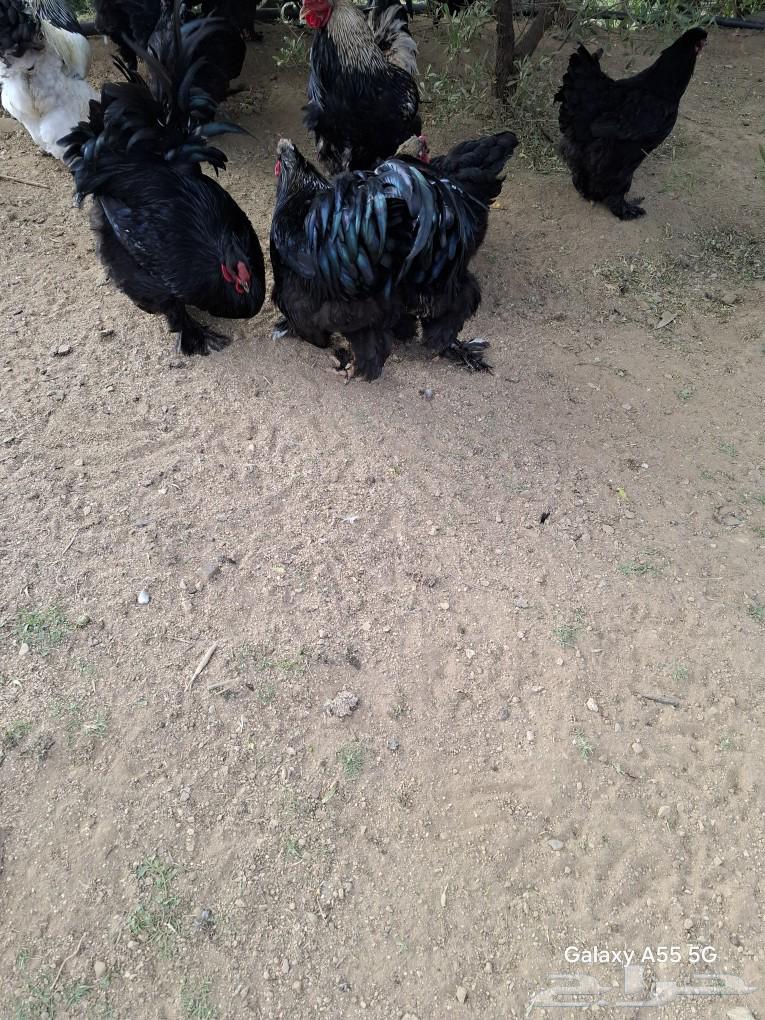 Brahma chickens for sale, males only63190353452289111