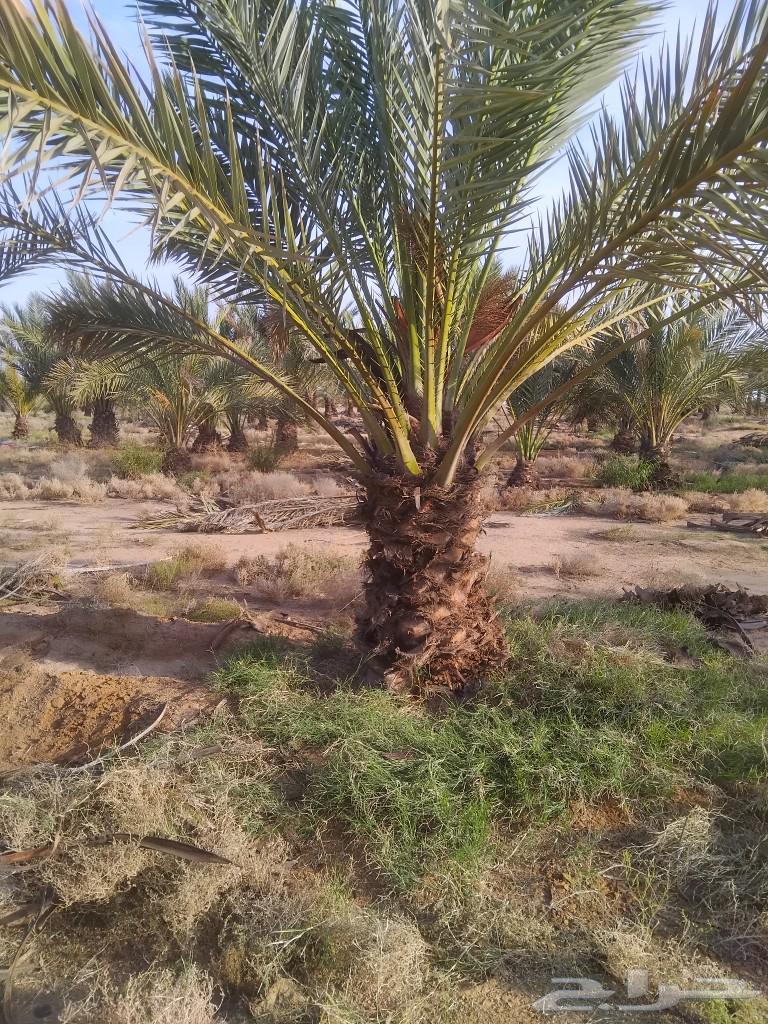 يوجد لدينا نقايل برحي وفحالات للبيع والأسعار مناسبه لتواصل 063186465388547114