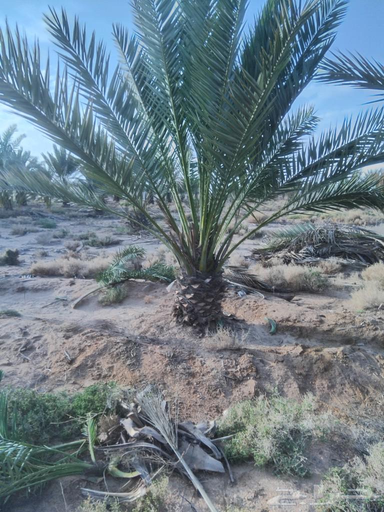 يوجد لدينا نقايل برحي وفحالات للبيع والأسعار مناسبه لتواصل 063186465388547113