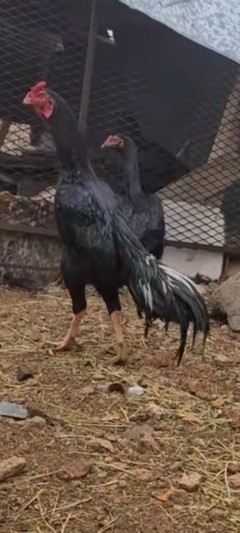 بيض باكستاني63184457537665112