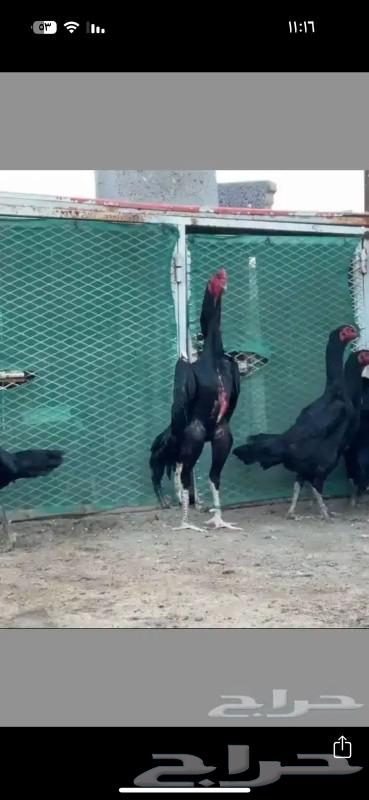 German rooster63513100242689111
