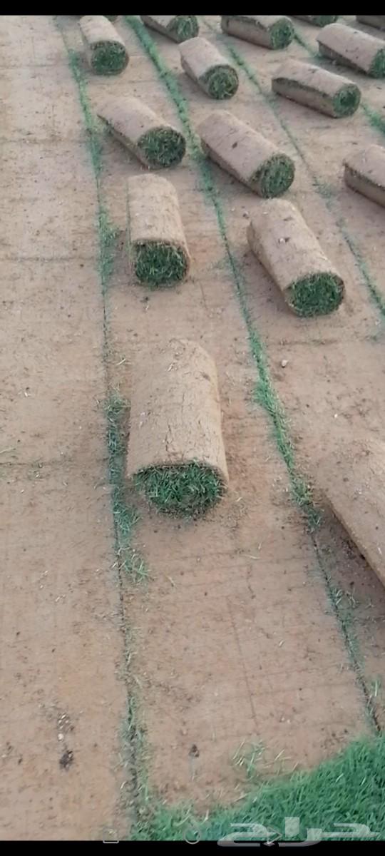 ثيل اخضر وصافي توريد الي جميع مناطق المملكة63184433988866113