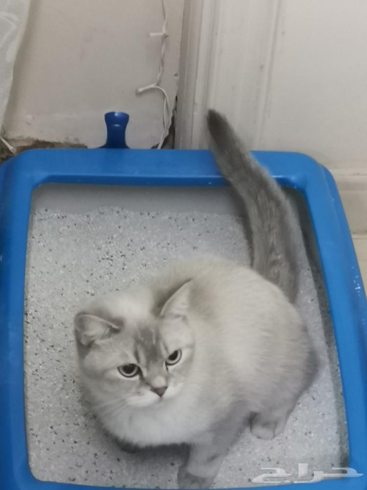 White Scottish cat available for adoption63184434309379112