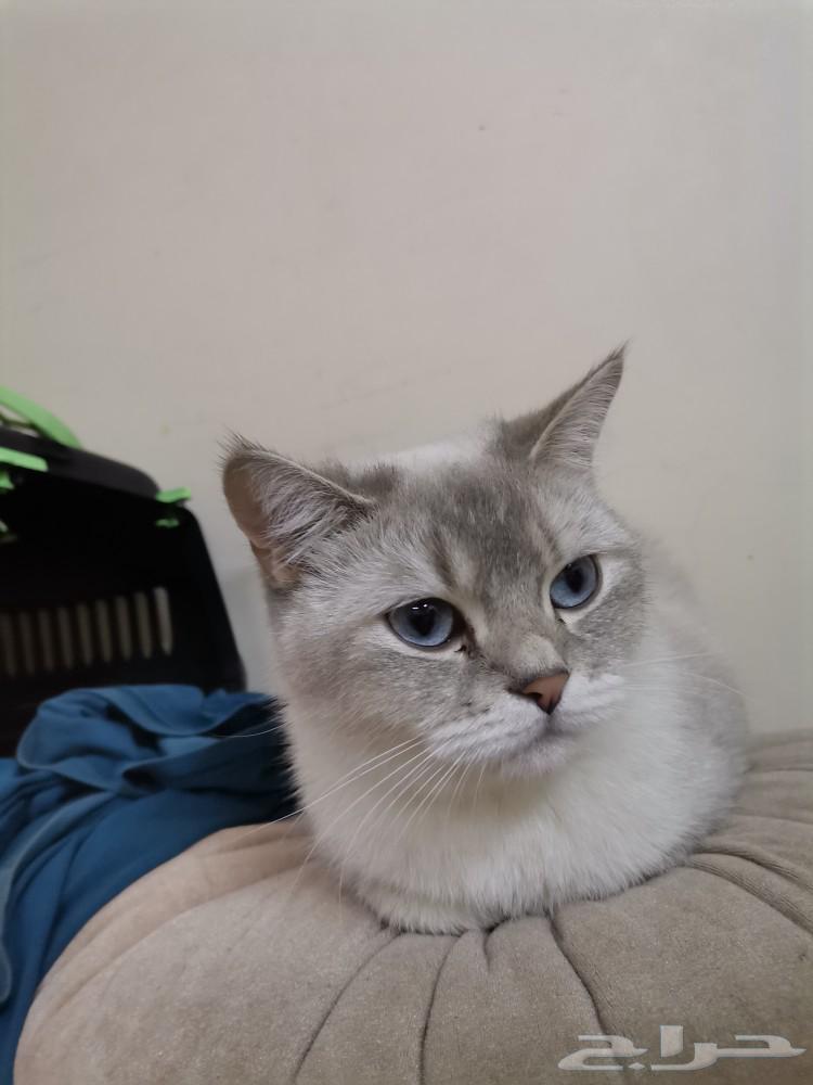 White Scottish cat available for adoption63184434309379111